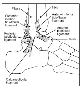 Ankle ligaments