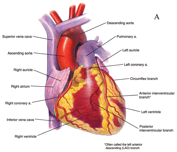 Anterior view of the heart