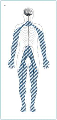 Sensory Peripheral Neuropathy